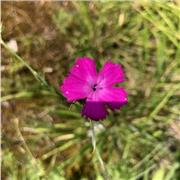 docente di matematica in un istituto tecnico superiore di secondo grado